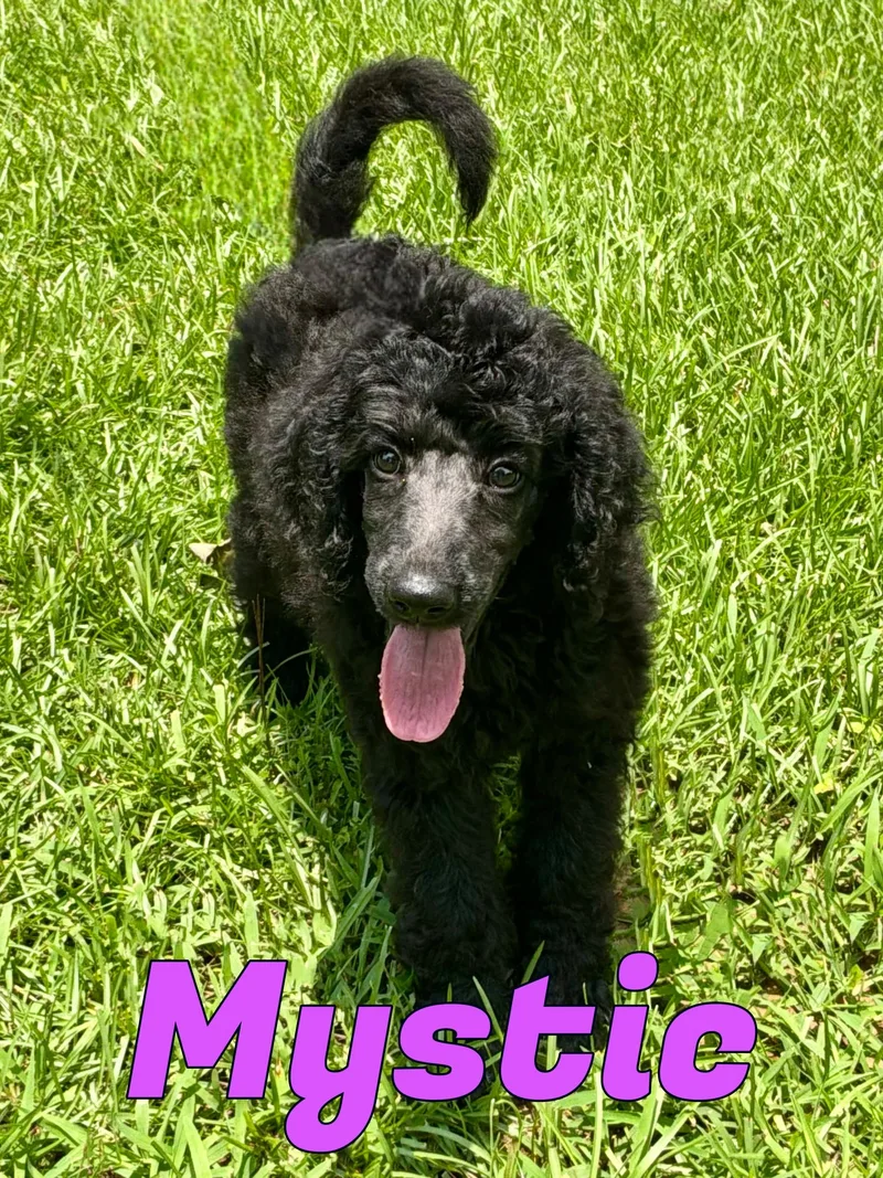 A baby medium-sized female Black Standard Poodle dog named Mystique in Texarkana TX for adoption in Texarkana, TX