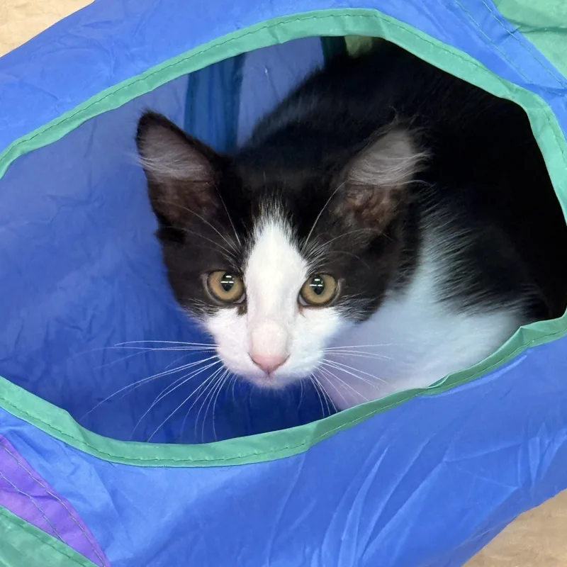 A baby medium-sized male Black & White / Tuxedo Domestic Long Hair cat named Domino for adoption in Gilroy, CA