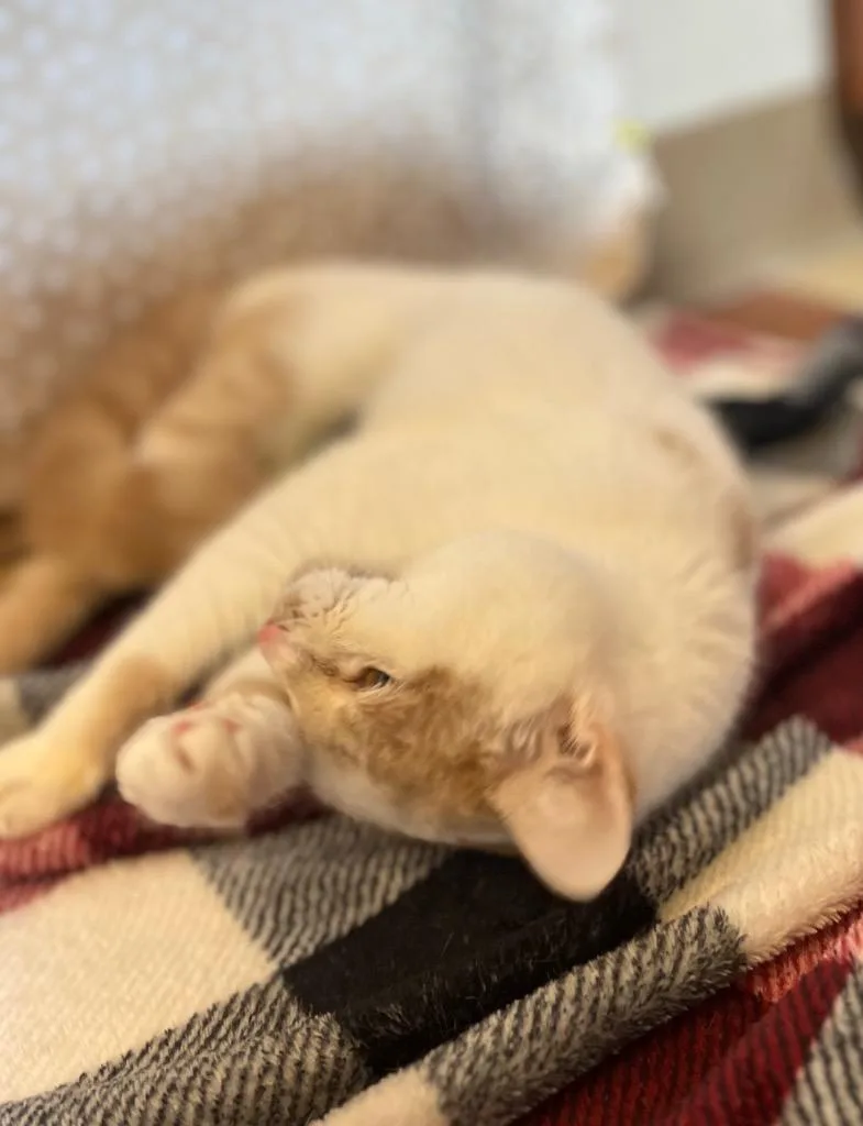 A young small-sized female Domestic Short Hair cat named Chestnut for adoption in Wintersville, OH