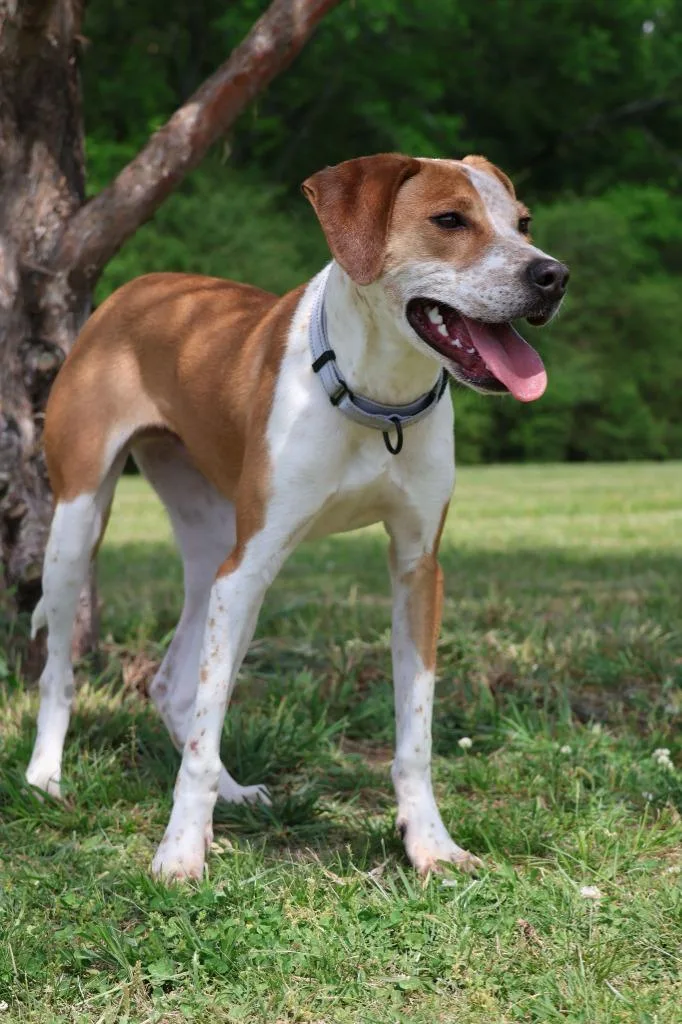 A baby small-sized male Mixed Breed dog named Eclair for adoption in Columbia, TN