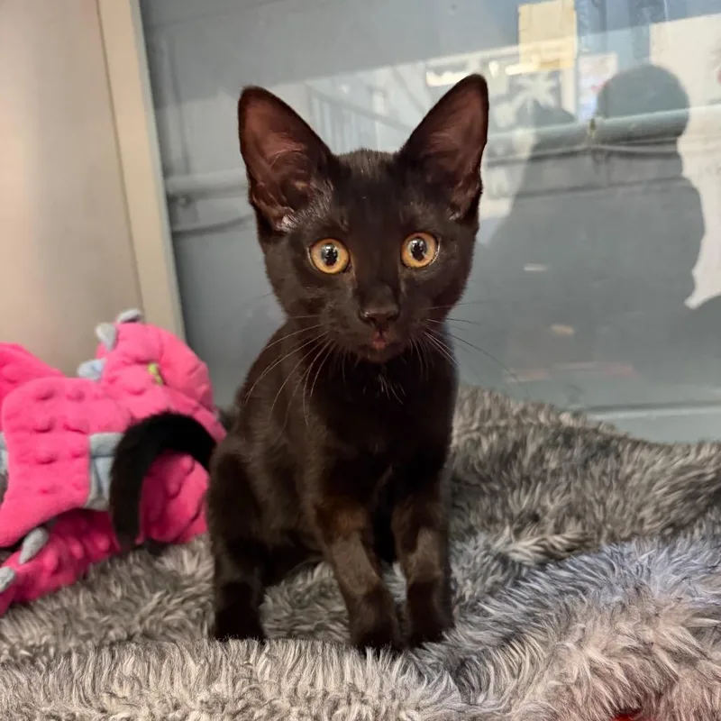A baby small-sized female Black Domestic Short Hair cat named Ivory for adoption in East Hanover, NJ