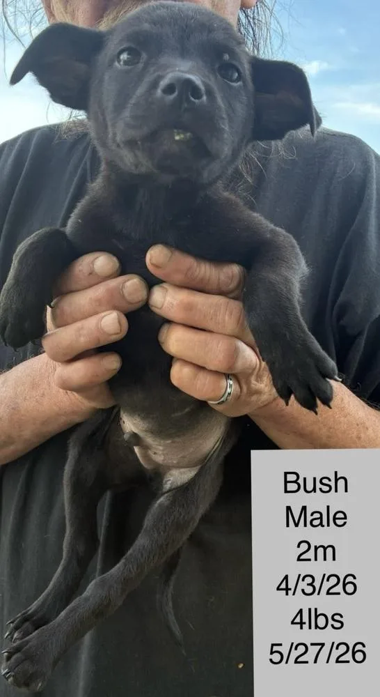 Bush