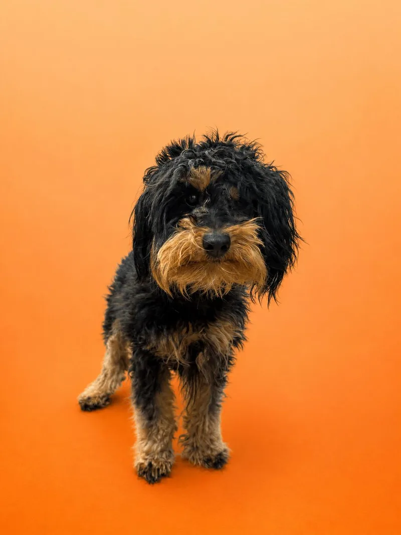 Coco
