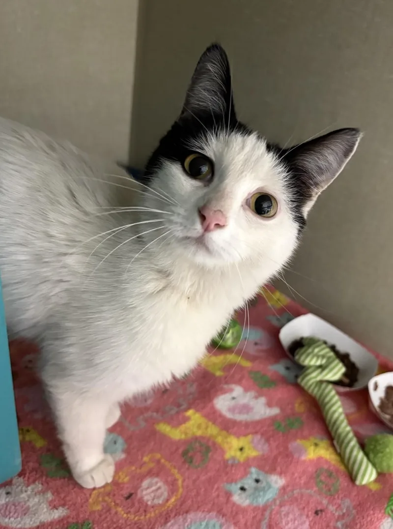 An adult medium-sized female Domestic Medium Hair cat named Banana Slamanabam for adoption in Billings, MT
