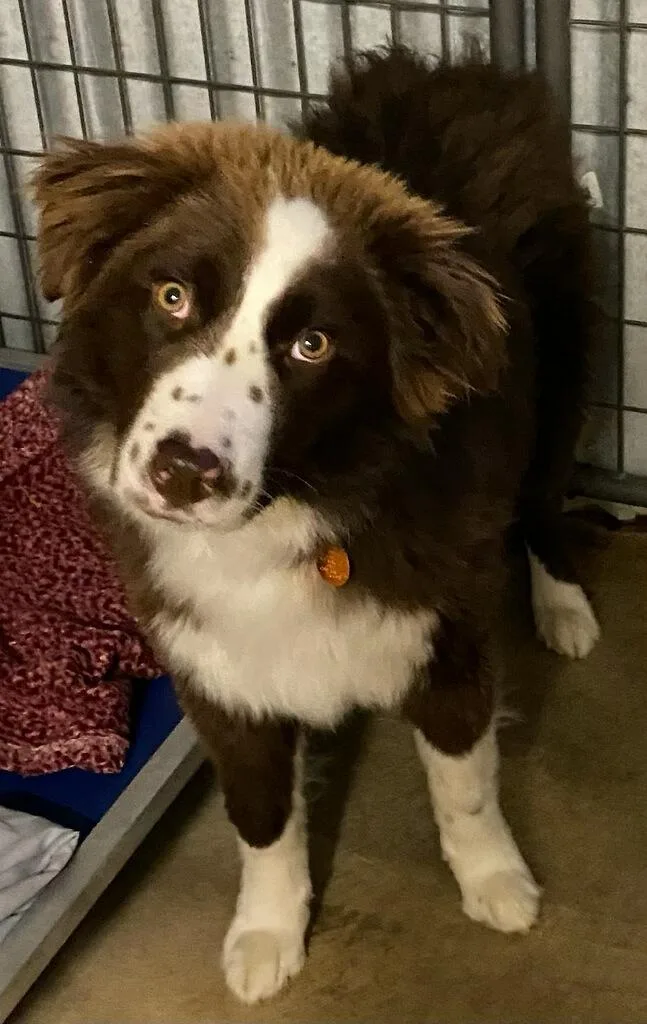 A baby medium-sized male Red / Chestnut / Orange Border Collie dog named Bear for adoption in Polson, MT