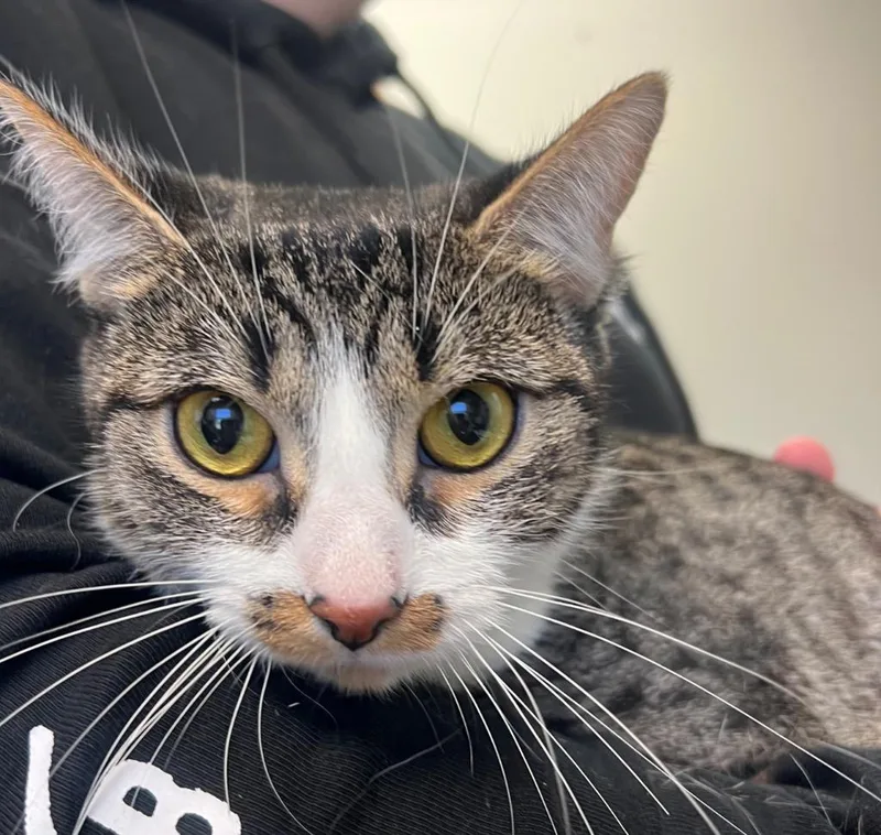 A young medium-sized female Domestic Short Hair cat named Marina for adoption in New Manchester, WV