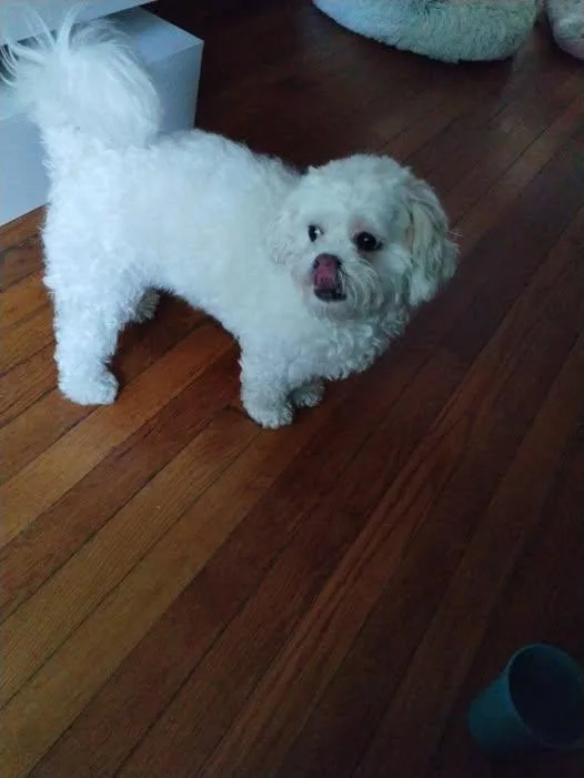 An adult small-sized female Shih poo dog named Angel for adoption in Matthews, NC