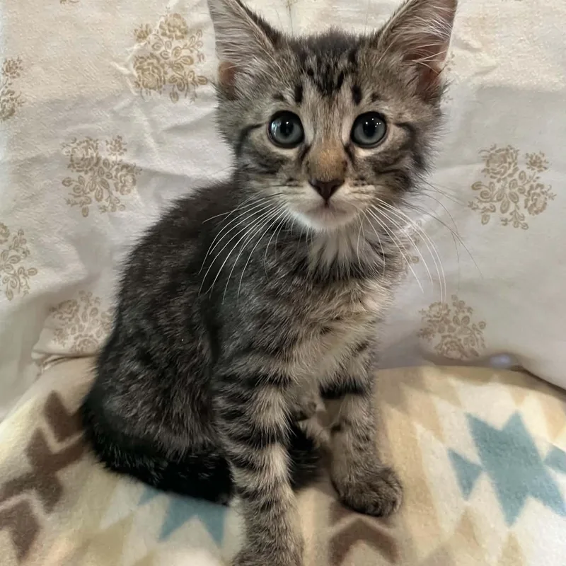 A baby medium-sized male Tabby (Brown / Chocolate) Domestic Short Hair cat named Beard for adoption in Warr Acres, OK