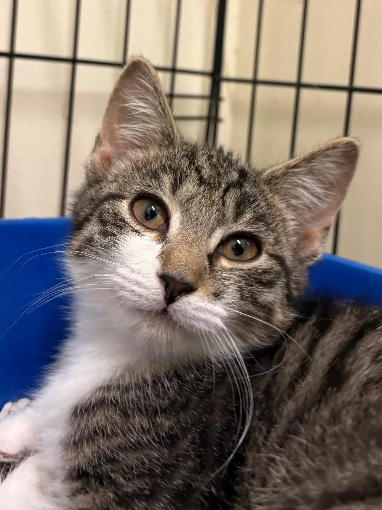 A baby medium-sized female Domestic Short Hair cat named Opal for adoption in Fall River, MA