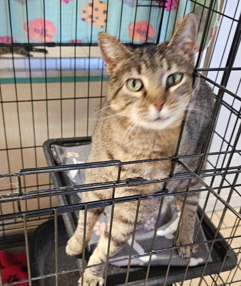 An adult extra large-sized female Domestic Short Hair cat named Lottie for adoption in Du Quoin, IL