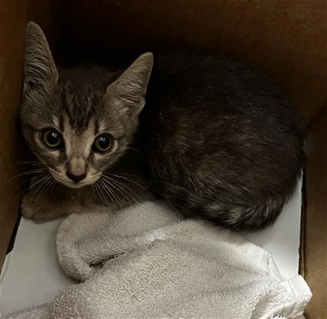 A baby medium-sized female Domestic Medium Hair cat named Sienna for adoption in Dallas, TX