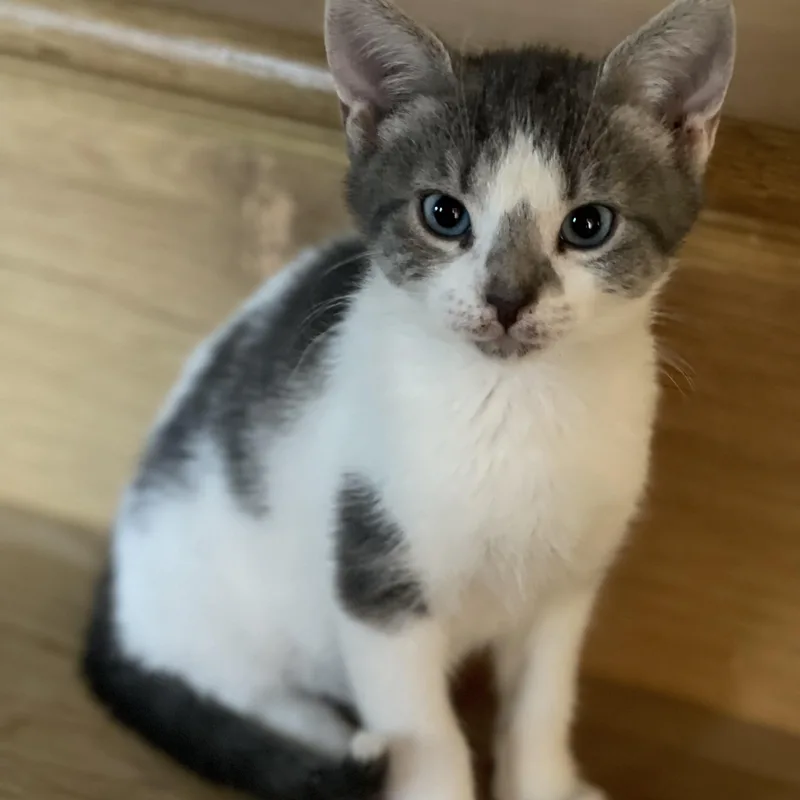 A baby medium-sized male Gray & White Domestic Short Hair cat named Milo for adoption in Fresno, CA