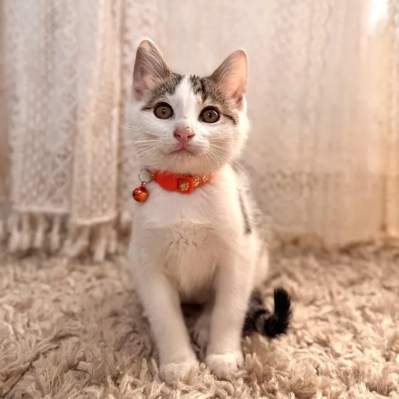 A young medium-sized male White Domestic Short Hair cat named Hookworm for adoption in Clinton, IL