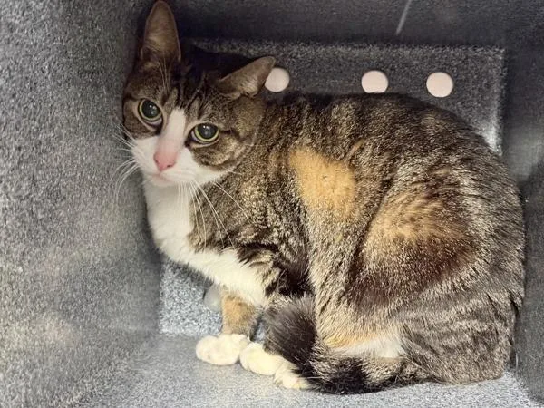 An adult medium-sized female Domestic Short Hair cat named Seashell for adoption in New York, NY