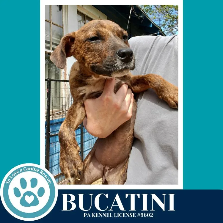 Bucatini