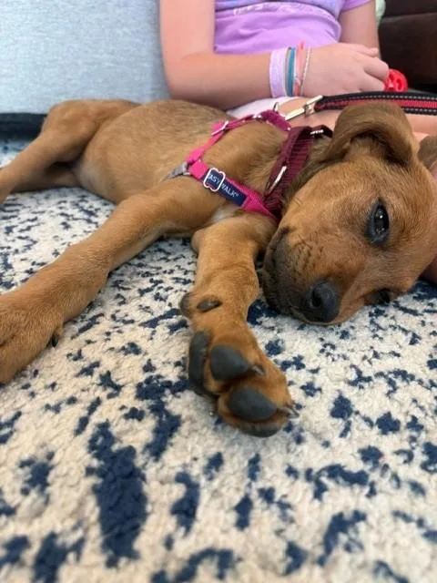 A baby medium-sized female Rottweiler dog named Waffles Dumpling Local for adoption in Andover, MA