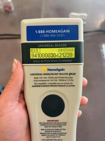 An adult large-sized male Domestic Short Hair cat named Odis for adoption in New Orleans, LA