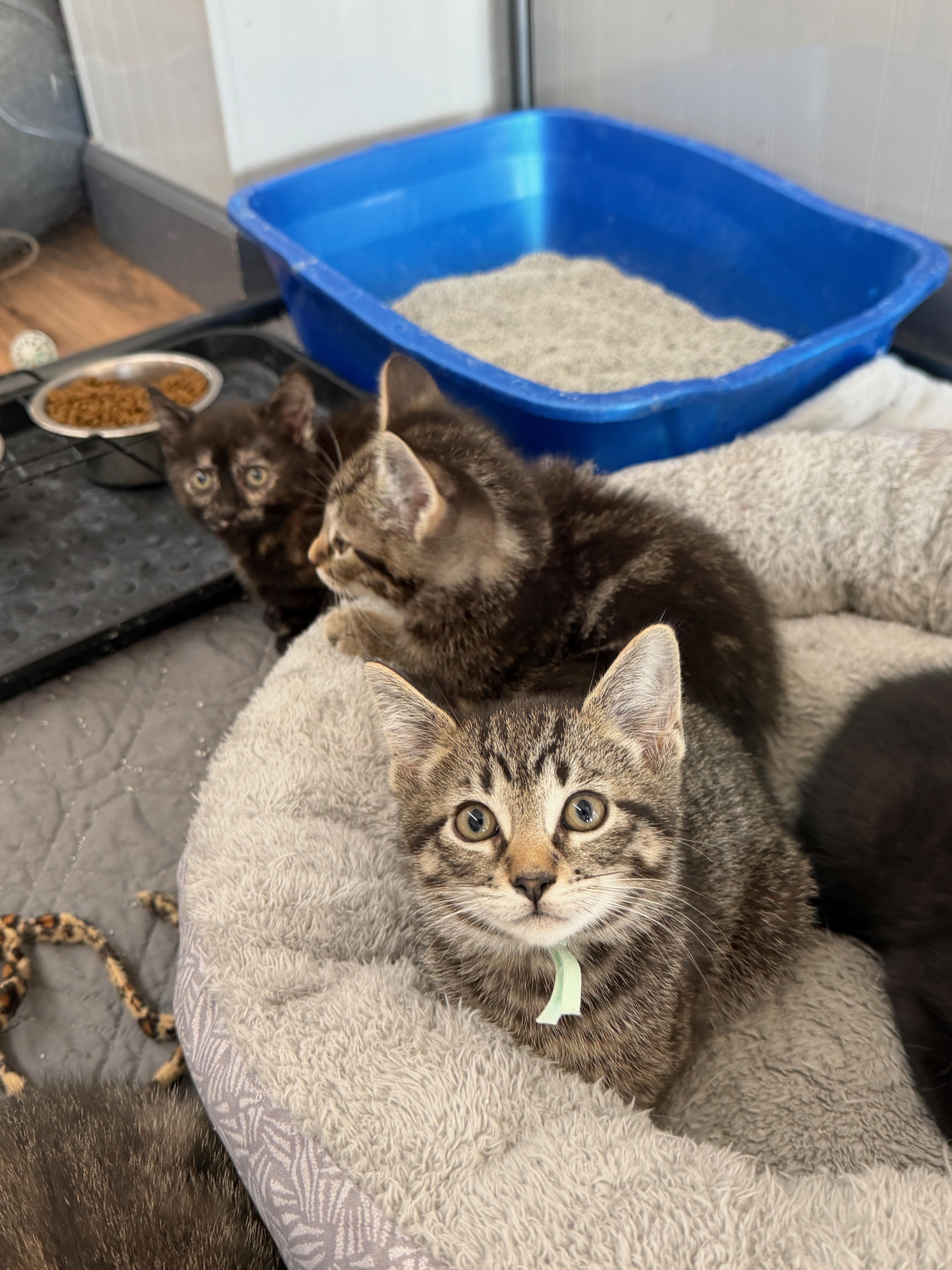 A baby small-sized male Tabby (Tiger Striped) Domestic Short Hair cat named Fiddlehead for adoption in Wayland, MI