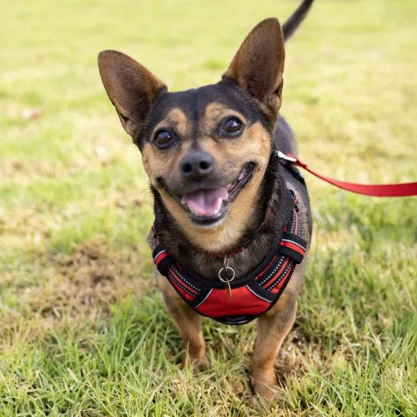 An adult small-sized male Terrier dog named Louie for adoption in Oakland, CA