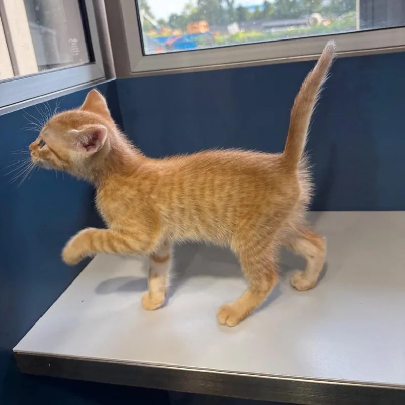 A baby small-sized male Orange / Red Domestic Short Hair cat named Sleepy for adoption in Buffalo, MN