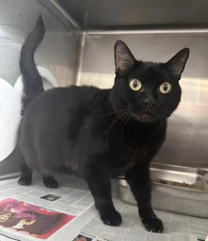 An adult medium-sized female Bombay cat named Teya for adoption in Los Angeles, CA