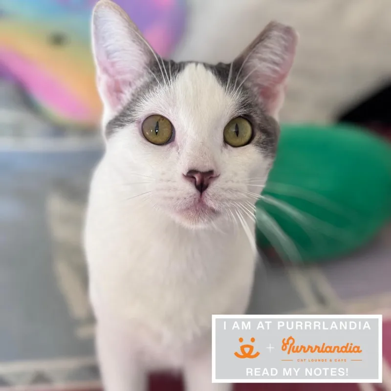 An adult large-sized male Domestic Short Hair cat named Slim Jim for adoption in Los Angeles, CA