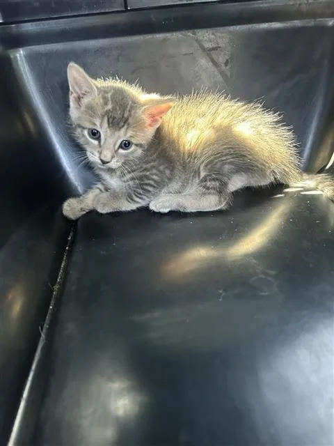 A baby small-sized male Domestic Short Hair cat named Dude for adoption in San Antonio, TX