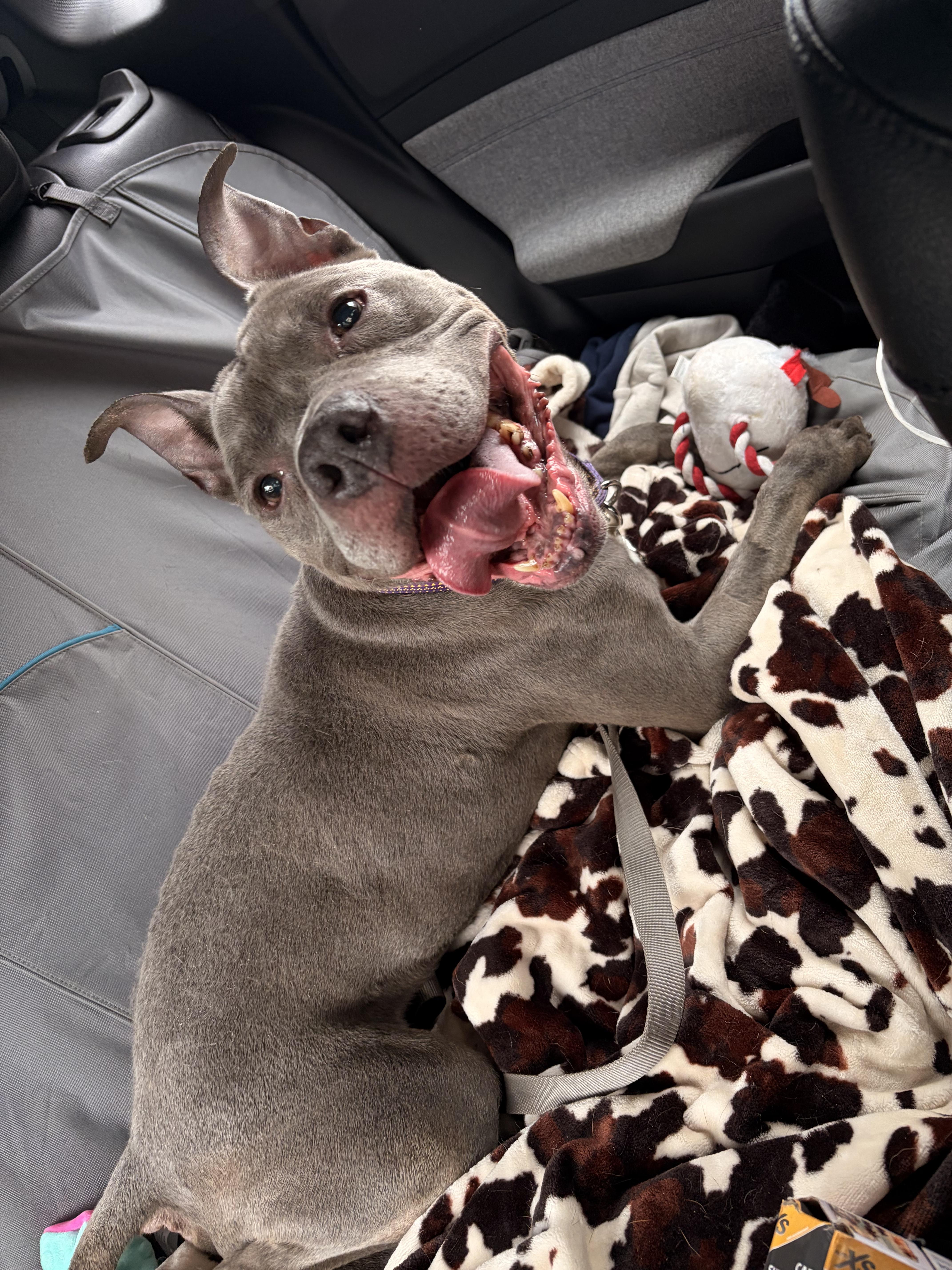 A senior medium-sized male Gray / Blue / Silver American Bully dog named Silver for adoption in greer, SC