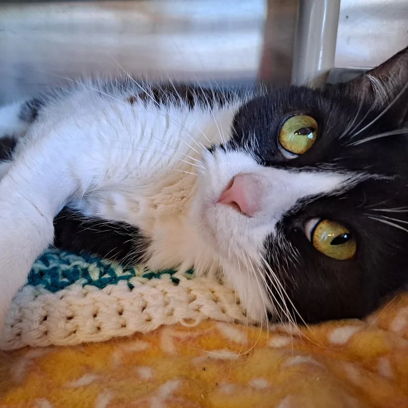 An adult medium-sized female Black Domestic Short Hair cat named Willow for adoption in Rock Falls, IL