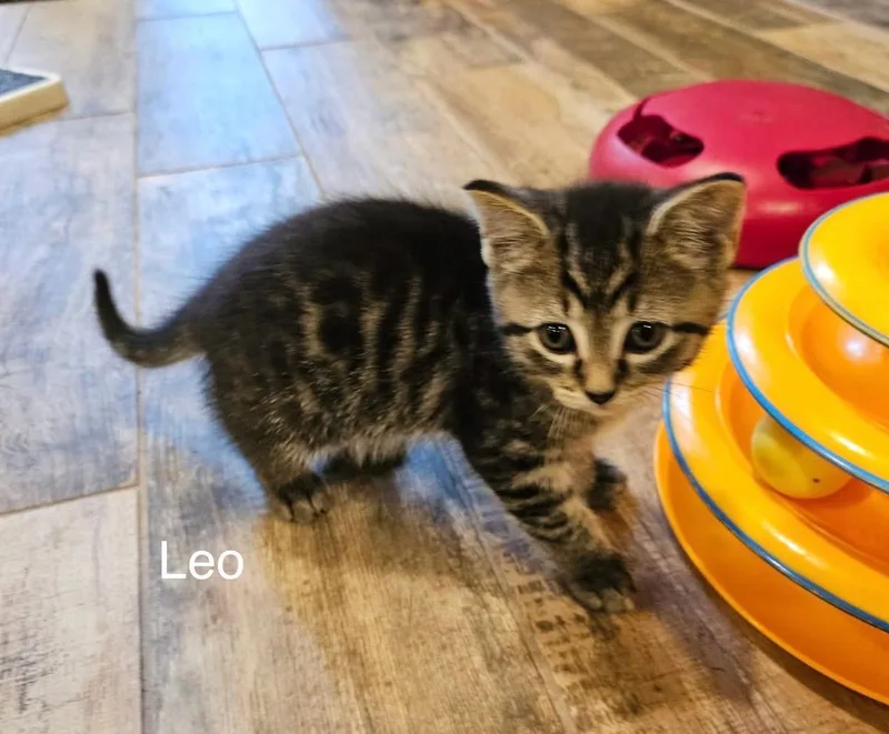 Joe  Leo  thumbnail 2