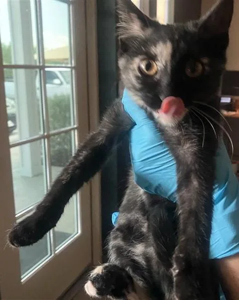 A baby small-sized female Domestic Short Hair cat named Francesca for adoption in San Antonio, TX