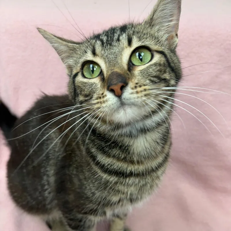 A young medium-sized female Brown / Chocolate Domestic Short Hair cat named Yoko for adoption in West Point, MS