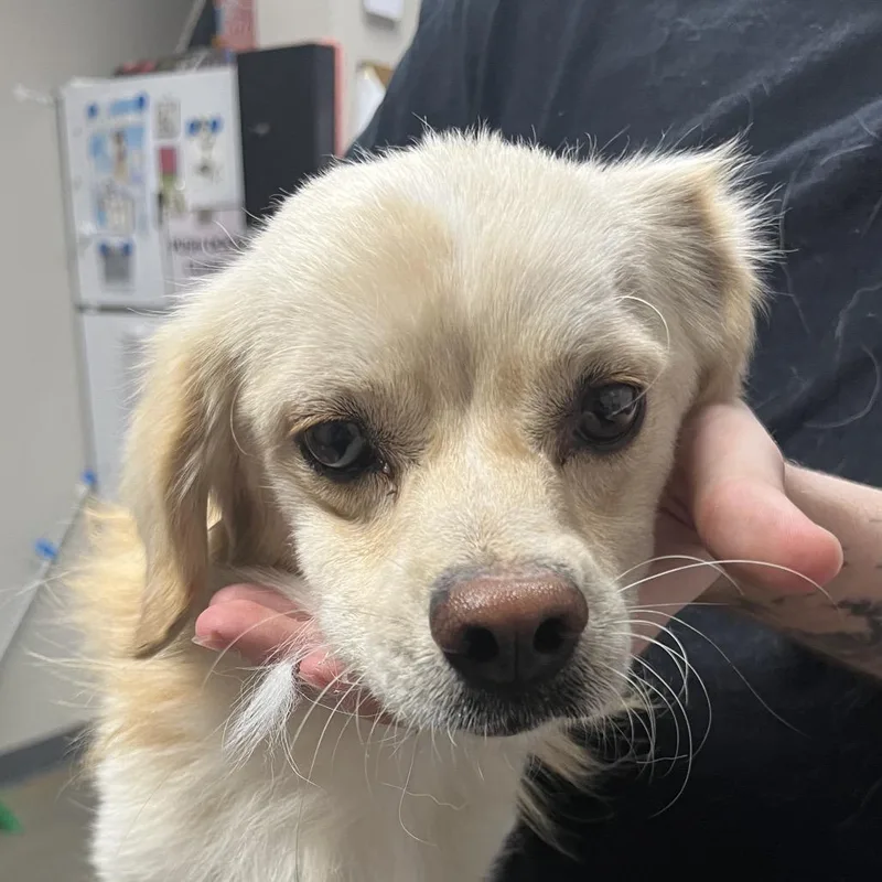 An adult small-sized male Mixed Breed dog named Boston Cream for adoption in Yuma, AZ
