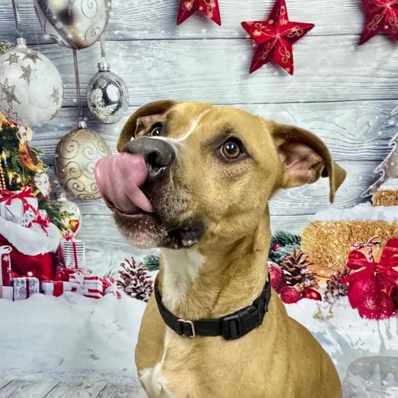 Marshall thumbnail 2