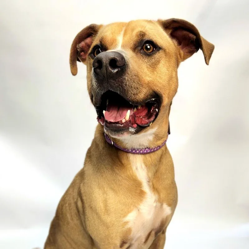 Marshall thumbnail 4