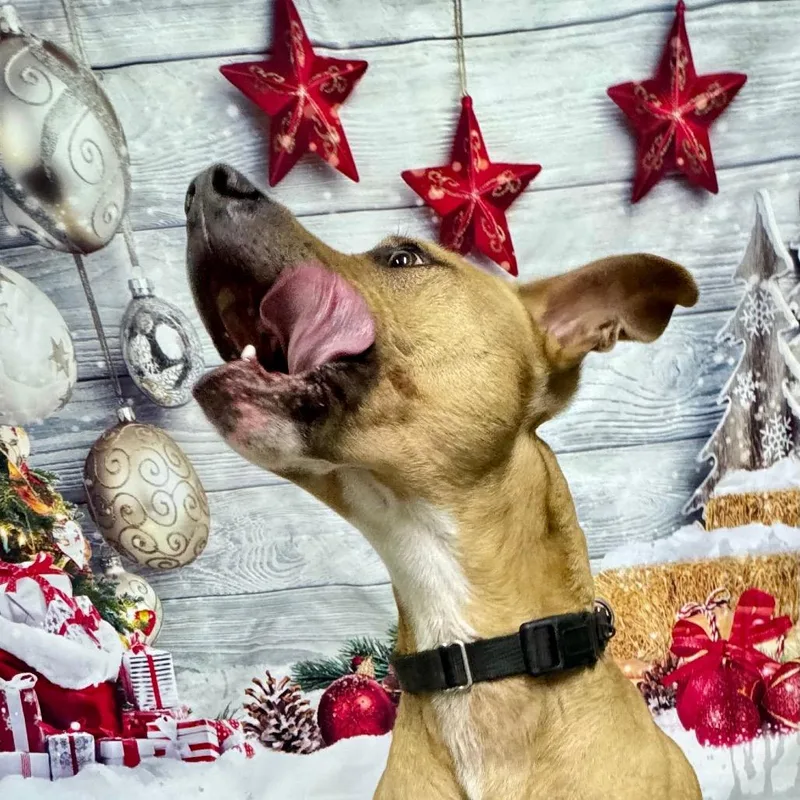 Marshall thumbnail 5