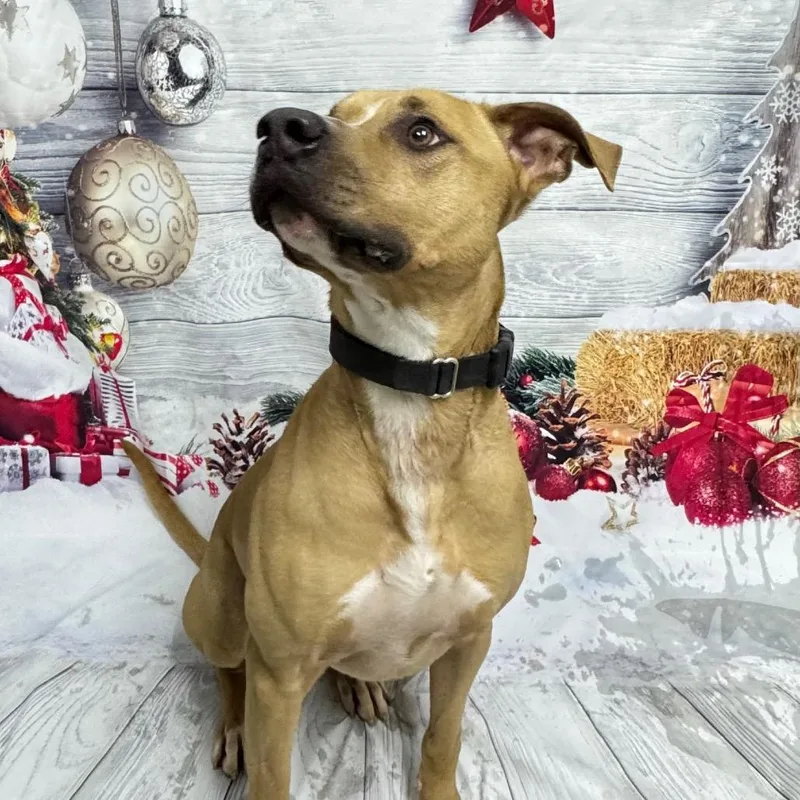 Marshall thumbnail 6