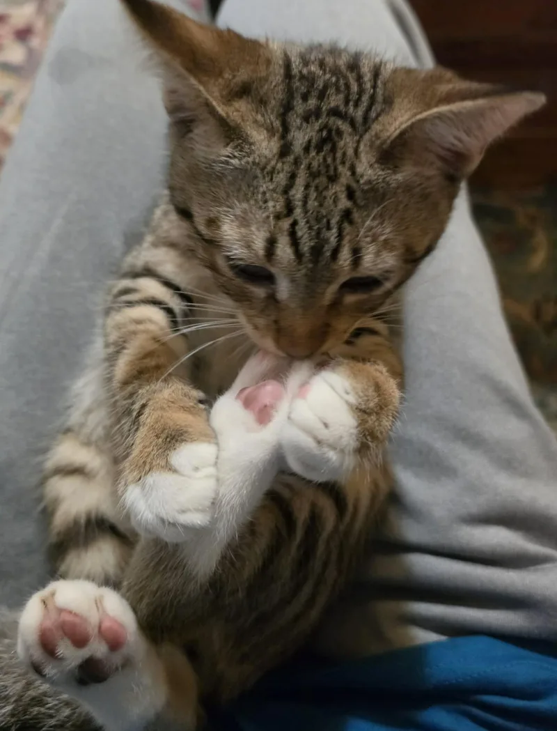 A young medium-sized male Tabby (Brown / Chocolate) Domestic Short Hair cat named Randall for adoption in Belchertown, MA