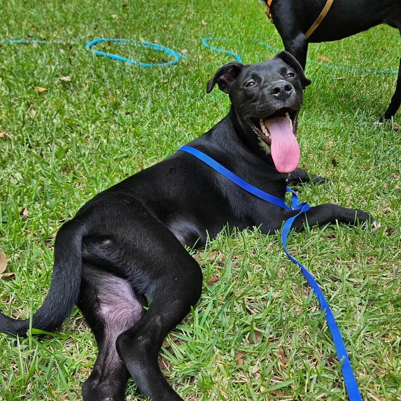 A baby medium-sized male Black Labrador Retriever dog named Leo for adoption in Mobile, AL