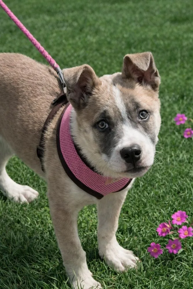 Hazel  Pup Of thumbnail 2