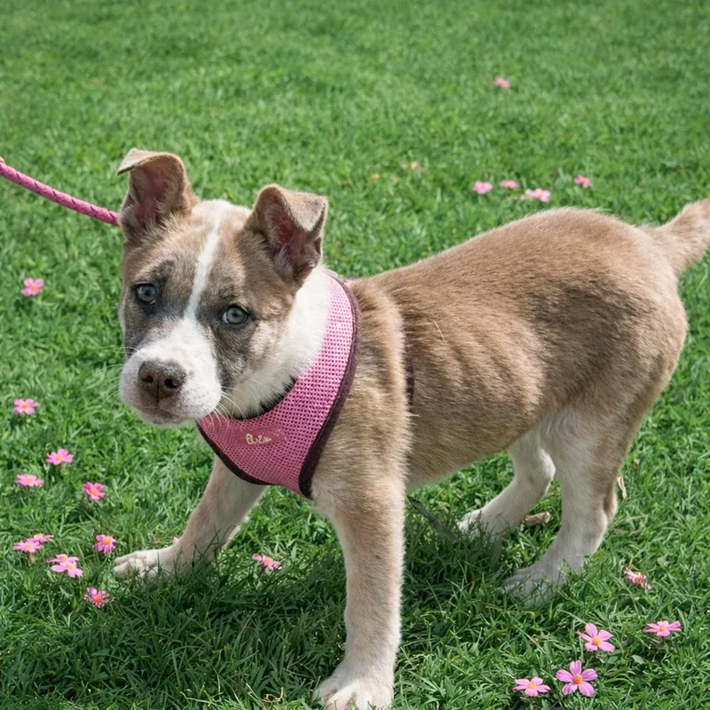 Hazel  Pup Of thumbnail 3