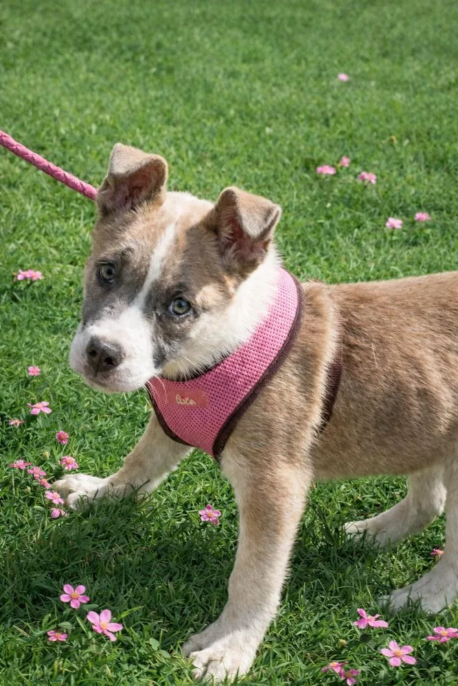 Hazel  Pup Of thumbnail 4