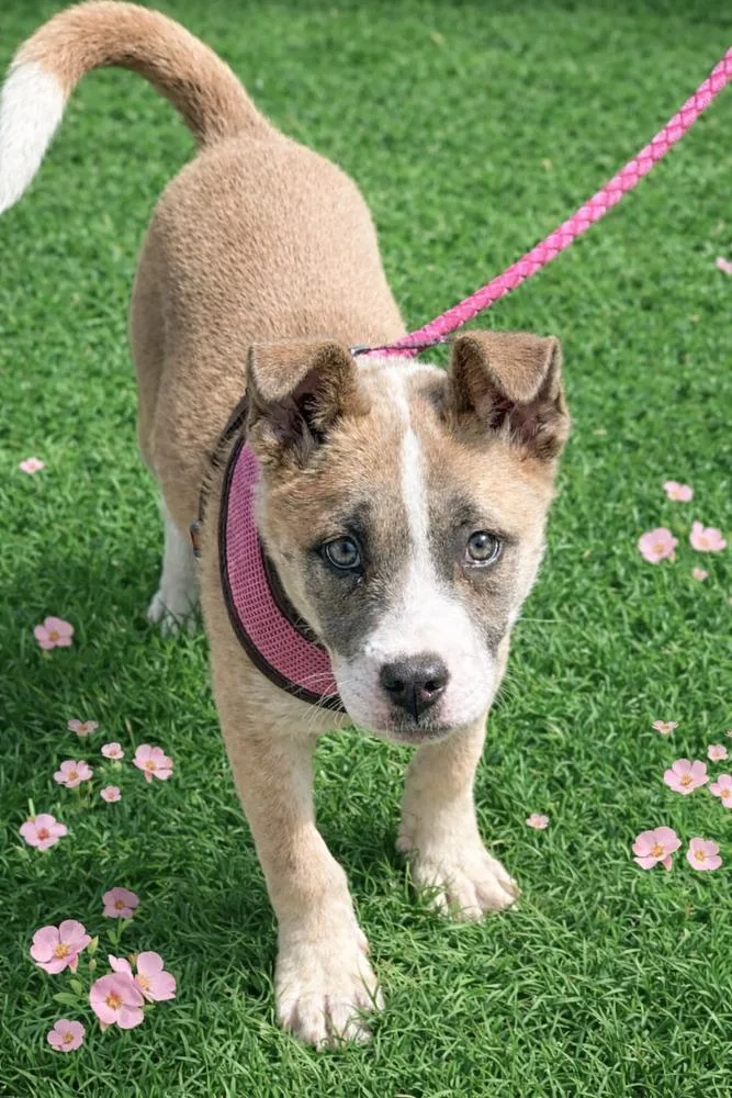 Hazel  Pup Of thumbnail 5