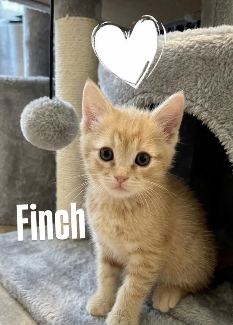 Finch