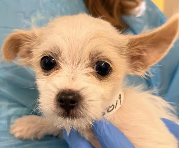 A baby small-sized male Terrier dog named Hazelnut for adoption in Walnut Creek, CA