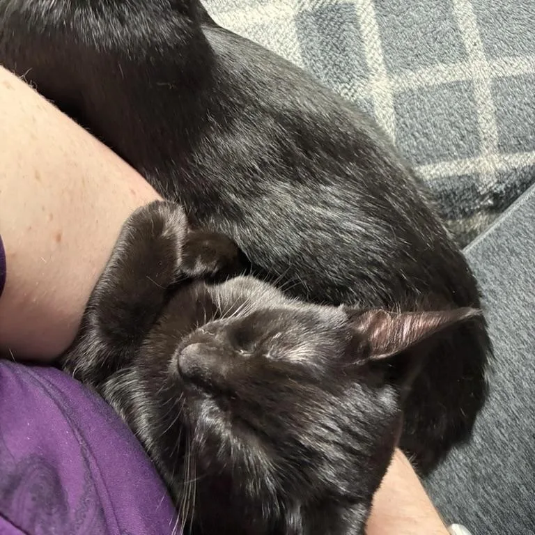 A baby medium-sized female Domestic Short Hair cat named Nyx for adoption in Farmington, MN