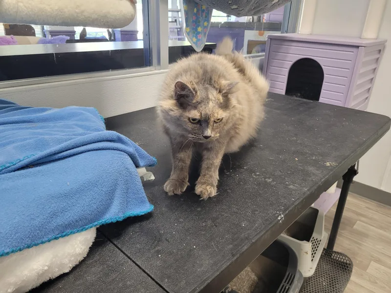 An adult large-sized female Dilute Calico Domestic Long Hair cat named Miranda for adoption in Morganton, NC