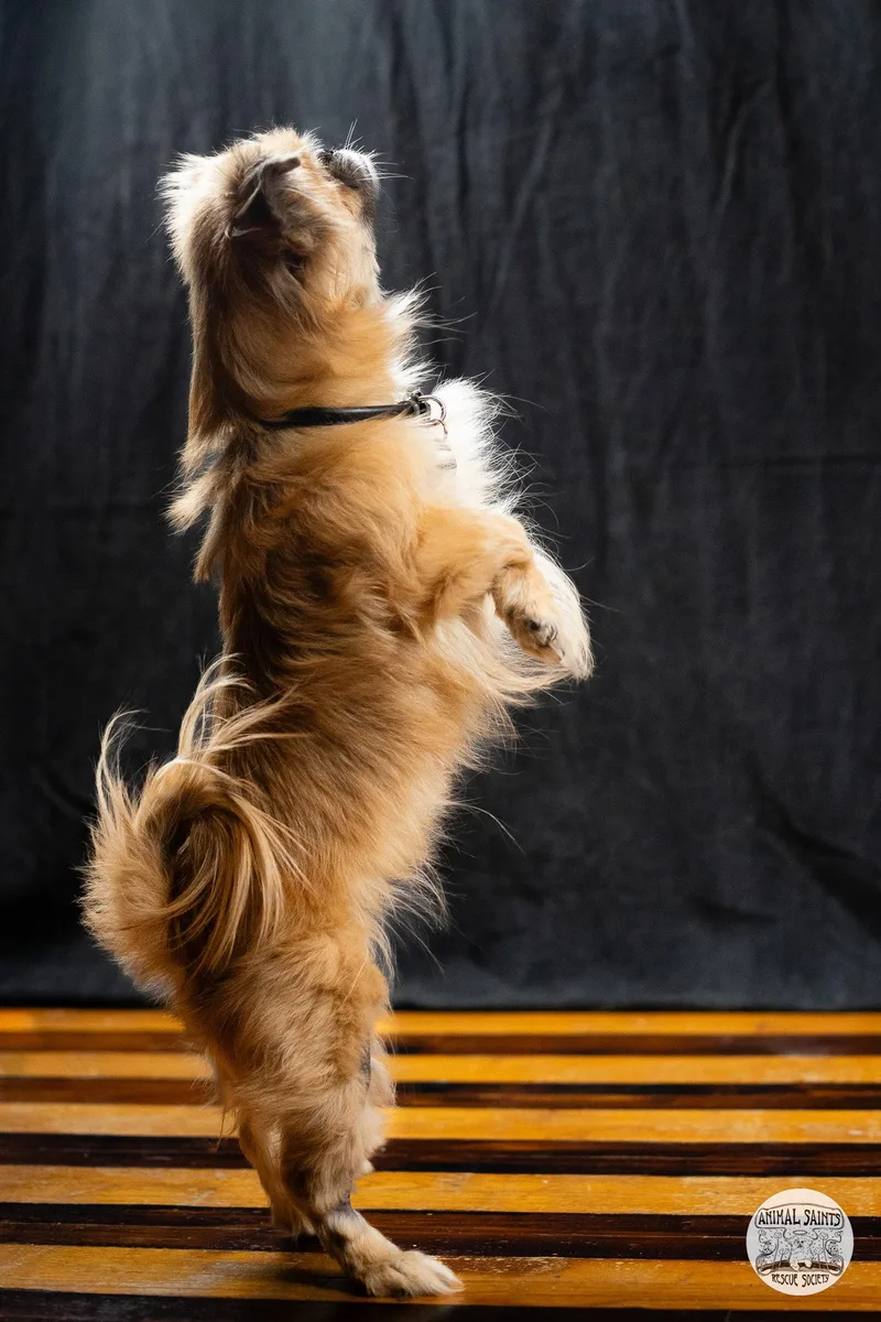 Lady Samantha thumbnail 3