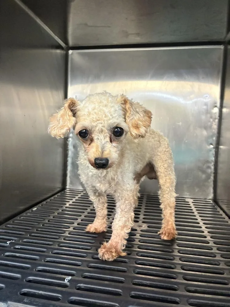 A young medium-sized male Poodle dog named Otto for adoption in Marietta, GA