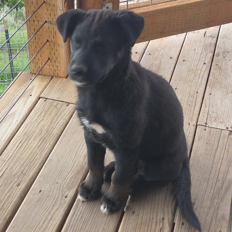 A baby large-sized female Black Mixed Breed dog named Indy for adoption in Park City, UT